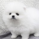 뭉실뭉실 Daum카페