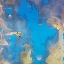 금성수족관 이미지