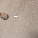 슈퍼세탁맨 | 파리 라파예트백화점 막스마라 101801 아이콘코트 구매후기｜사자마자 하자 발견