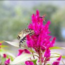 벌과나비 이미지