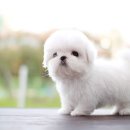 맹구와 땡칠이 이미지