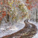 자작&white 이미지