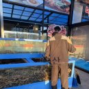 오마이홍게 | 솔향대게 강릉본점 내돈내산 3인가족 킹크랩 후기