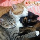 옹기종기 이미지