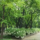 [4편] 2022년8월1일 비오는 날 서울숲을 다녀와셔! 이미지