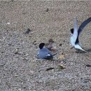 갈매기꿈 이미지