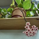 호야공인중개사사무소 이미지