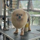 프로펫애견종합전문교육원 이미지