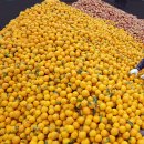 귤과 한라봉 이미지