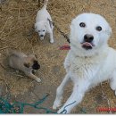 란두리 덕동마을 이미지