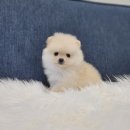 광주강아지분양 애견만세 이미지