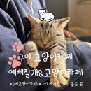 예뻐질:개&고양이카페 | 구미 고양이 카페 아이와 가볼 만한 곳 예뻐질 개&amp;고양이 카페