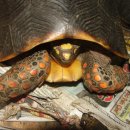 노란거북이 이미지