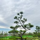 일산수목장