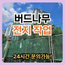 고령테니스장 | 버드나무 전지 작업 가지치기 업체 비용 가격