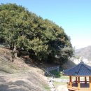 함평 기각리붉가시나무자생북한지 이미지