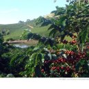 삼부 농장 이미지