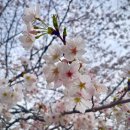 소답동262 이미지