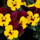 바이올렛 이미지