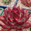 솔레미오 이미지