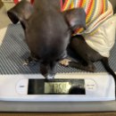 하단오거리 동물의료센터 | 이탈리안 그레이하운드 코비의 첫 동물병원 진료