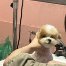 살롱드몽몽 이미지