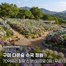 꽃담원 | 0원 지금이 수국 절정 인생샷 보장하는 구미 다온숲 수국 정원 방문 후기 (ft. 2026 수국 축제 꿀팁)