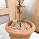 청심당 한의원 | 청심당과 파트너십을 맺은 TPA(스포츠 에이전시)에게 경옥고를 지원했습니다~!