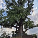 성안1호 태양광발전소 | 경상북도보도자료20260320금요일