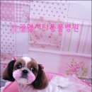 광명시티동물병원 이미지