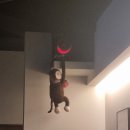 코모도 | 연동술집 코모도 솔직 객관적 후기