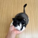 카밍캣 고양이미용 이미지