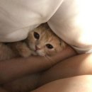 모해 Daum카페