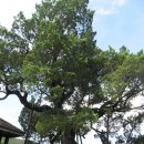 성사영묘 이미지