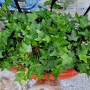 힐링원예지도사 이미지