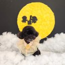 루앤몽 | 상동애견미용 루앤몽 토리가위미용 토리미용하는날 부천애견샵