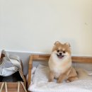 담담 그루밍 샵 이미지