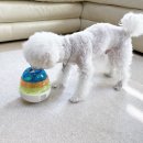 댕댕스낵 이미지