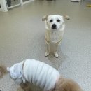 수원-0215 | 강아지 출산 후기 2월 3월엔 뭘하고 지냈나