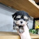 싹Dog | 인천 서구강아지분양 아이러브독 인천점.I LOVE DOG!