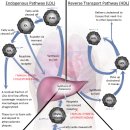 Re:Re:Introduction to Lipids and Lipoproteins 이미지