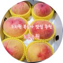 도윤농장 | 조치원 복숭아 아직도 모르세요? 세종 조치원 도윤농원 복숭아, GAP 인증과 당도 보장! 전국택배 가능한...