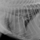 해태동물병원 이미지