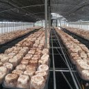 배지버섯 초기버섯 수확후 1차공작업 이미지