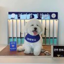 퍼피힐(PUPPY HILL) 이미지