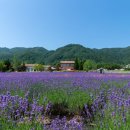 라벤더 이미지