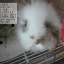 도도블리 이미지