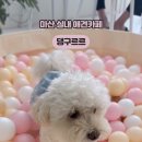 댕구르르 이미지