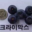 크라이막스