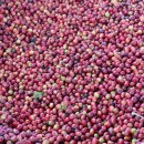 커피체리 이미지